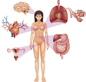 the female body and autonomic nervous system organs
