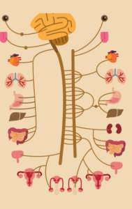 the autonomic nervous system diagram